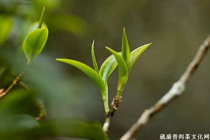 細(xì)品「倚邦貢茶」之帝王氣息！