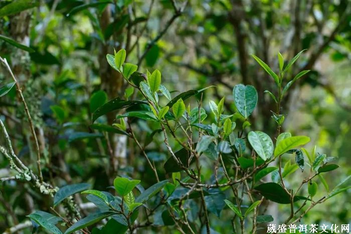 茶訊‖云南趕超貴州，2019年茶園面