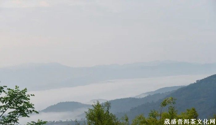 《云南茶界名人錄》︱張明春：茶葉、藝術(shù)、文化，三者并行齊力助推云茶發(fā)展